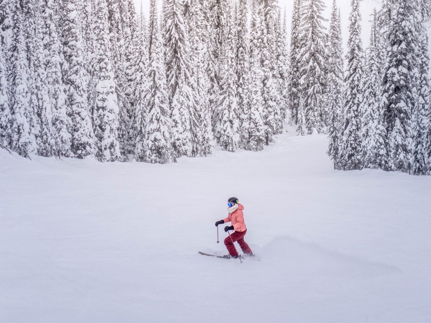 skier, snow, winter, trees, snowy