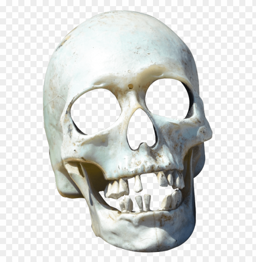 
skull
, 
human skull
, 
skeleton skull
, 
brain holder
