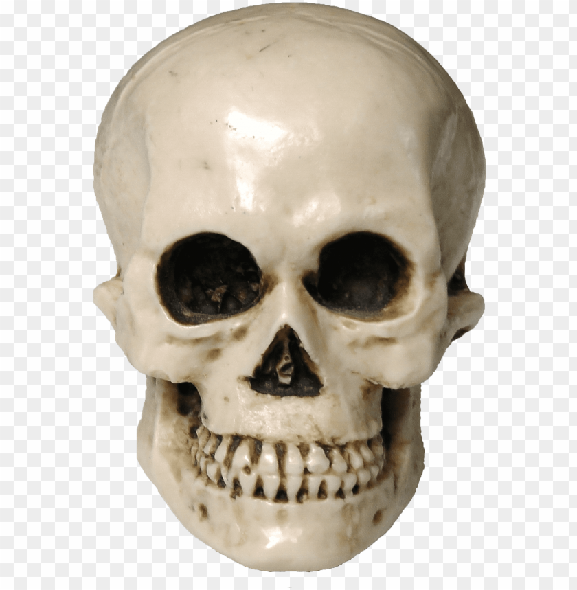 
skull
, 
human skull
, 
skeleton skull
, 
brain holder
