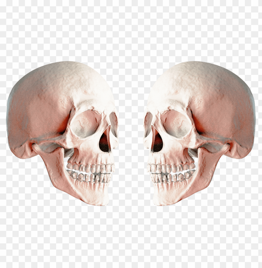 anatomy, human skull, dental structure, cranial bones, medical education