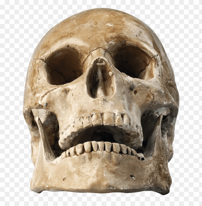 
skull
, 
human skull
, 
skeleton skull
, 
brain holder
