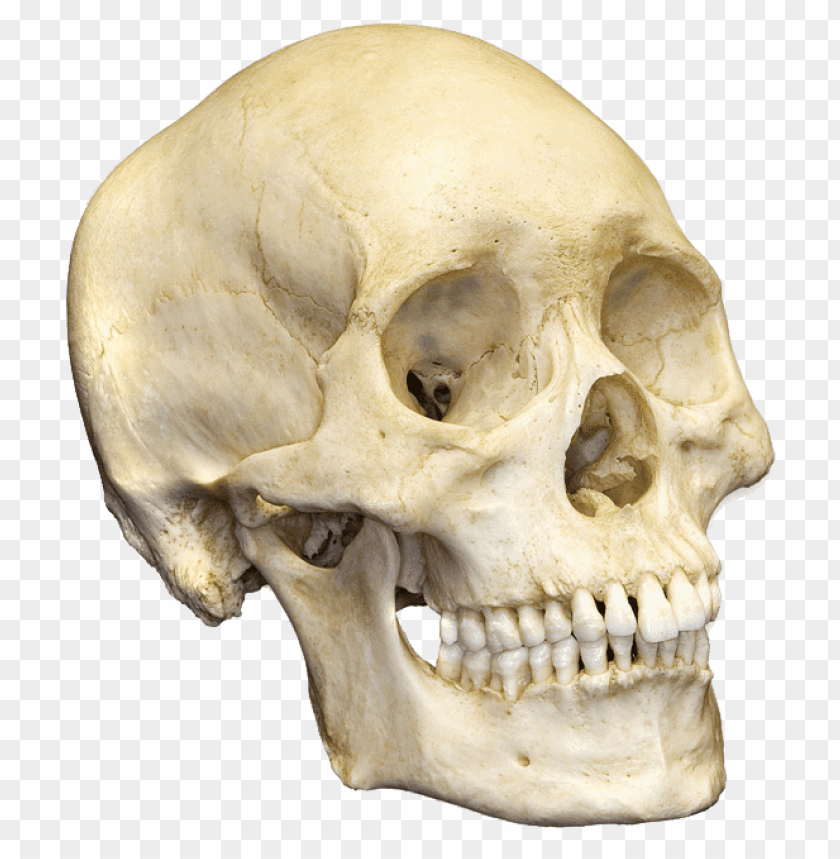 
skull
, 
human skull
, 
skeleton skull
, 
brain holder
