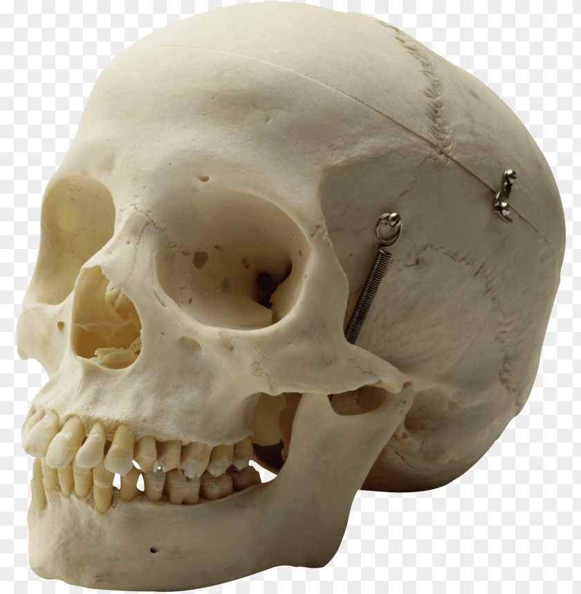 
skull
, 
human skull
, 
skeleton skull
, 
brain holder
