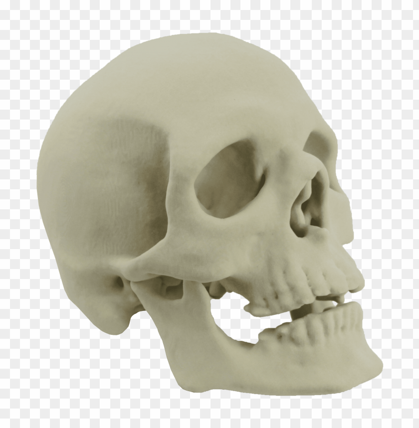 
skull
, 
human skull
, 
skeleton skull
, 
brain holder
