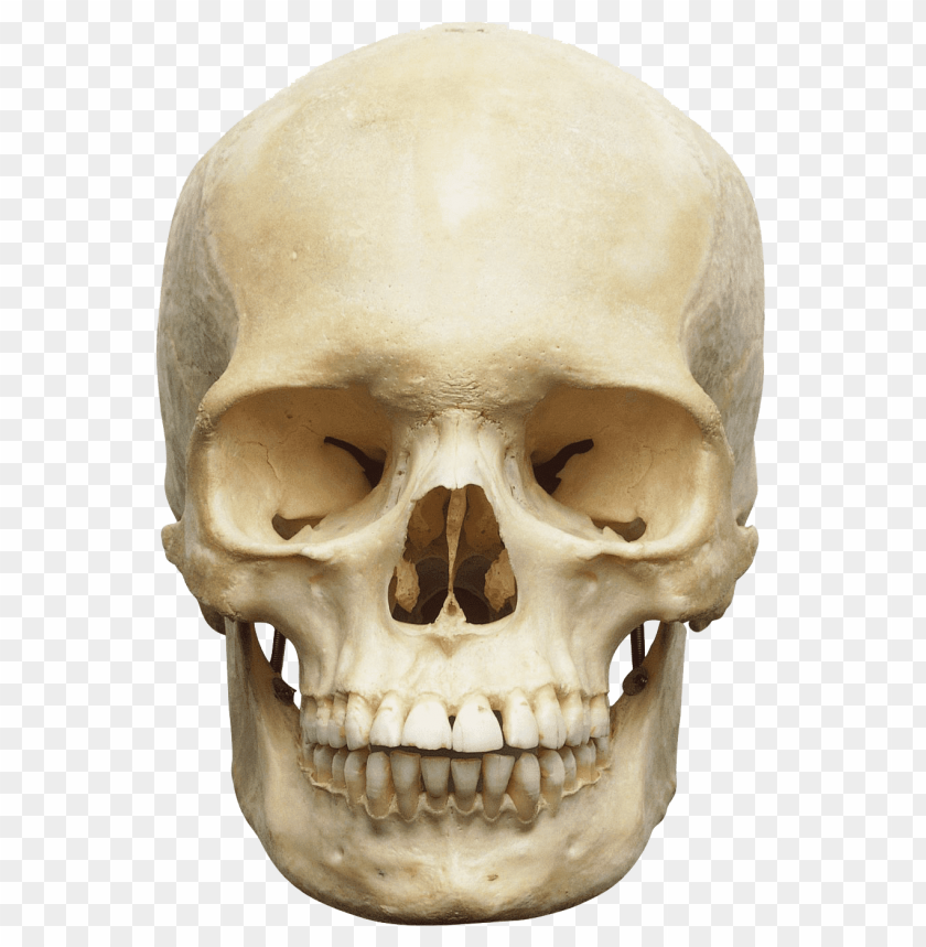 
skull
, 
human skull
, 
skeleton skull
, 
brain holder
