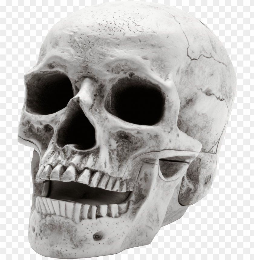 
skull
, 
vertebrates
, 
face
, 
human skull
, 
skeleton
, 
head
