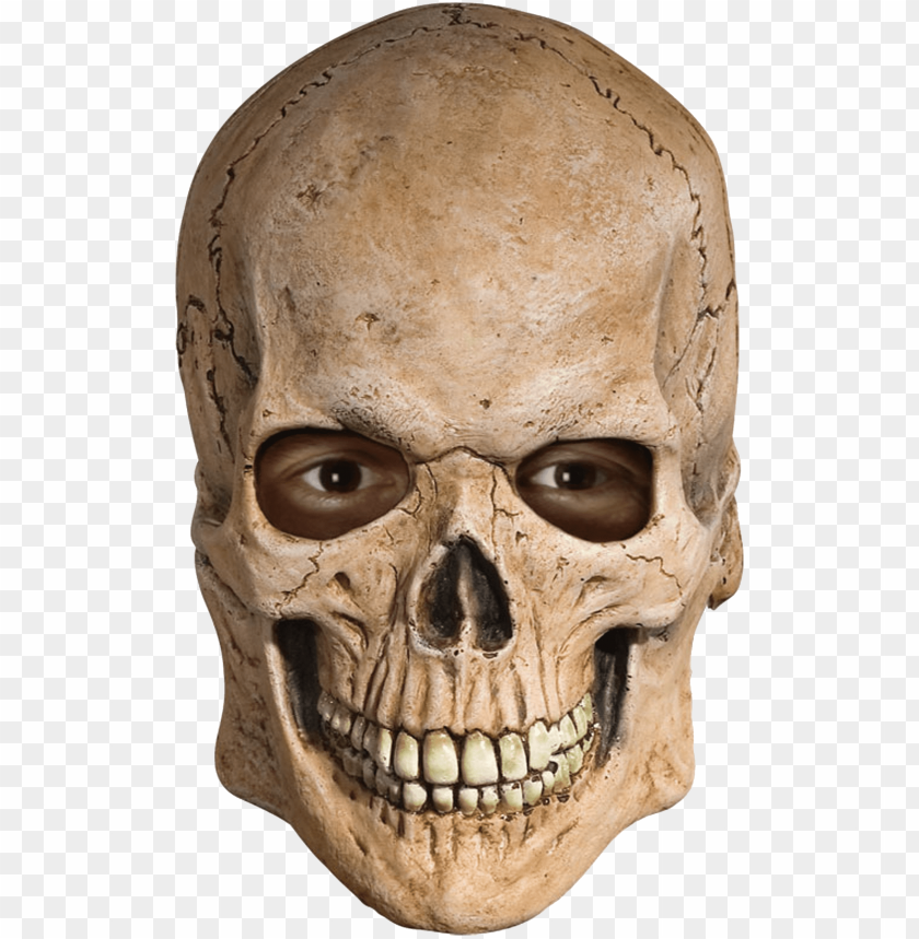 
skull
, 
vertebrates
, 
face
, 
human skull
, 
skeleton
, 
head
