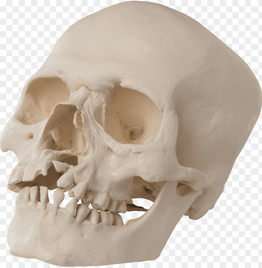 
skull
, 
vertebrates
, 
face
, 
human skull
