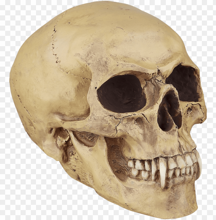 
skull
, 
vertebrates
, 
face
, 
human skull
