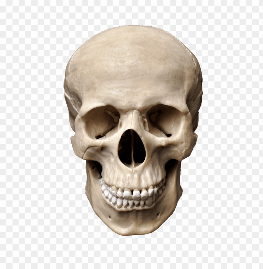 Human Anatomy, Skull Structure, Medical Education, Forensic Science, Osteology