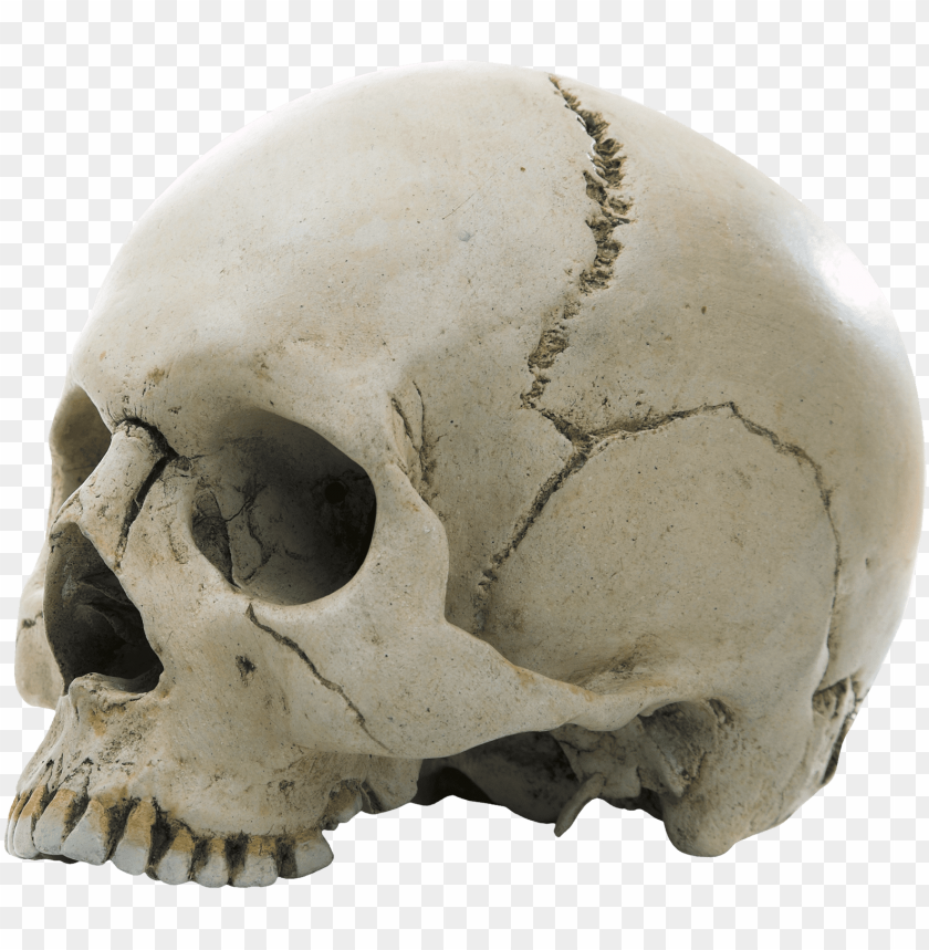 
skull
, 
vertebrates
, 
face
, 
human skull
