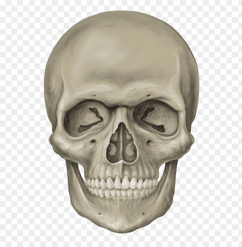 
skull
, 
human skull
, 
skeleton skull
, 
brain holder
