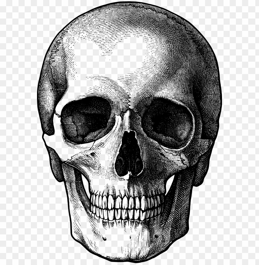 
skull
, 
human skull
, 
skeleton skull
, 
brain holder
, 
clipart
