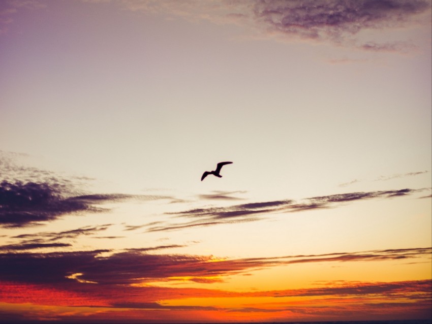 sky, bird, clouds, sunset, height, fly