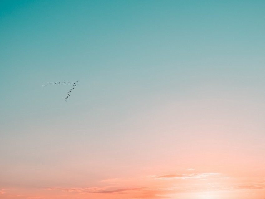 sky, birds, flight, gradient, silhouettes