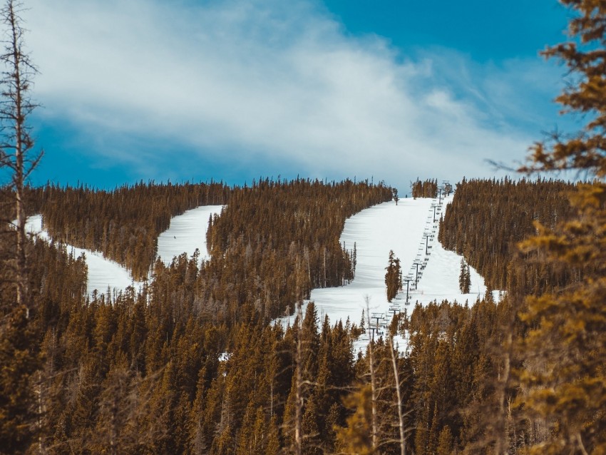 slope, forest, snow, trees