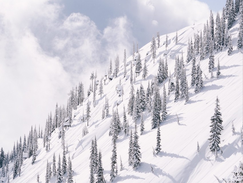 slope, mountain, trees, winter, snow