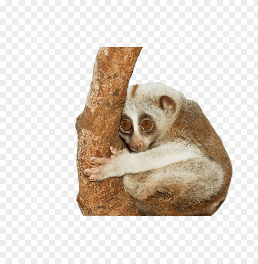 animals, slow loris, slow loris hugging tree, 