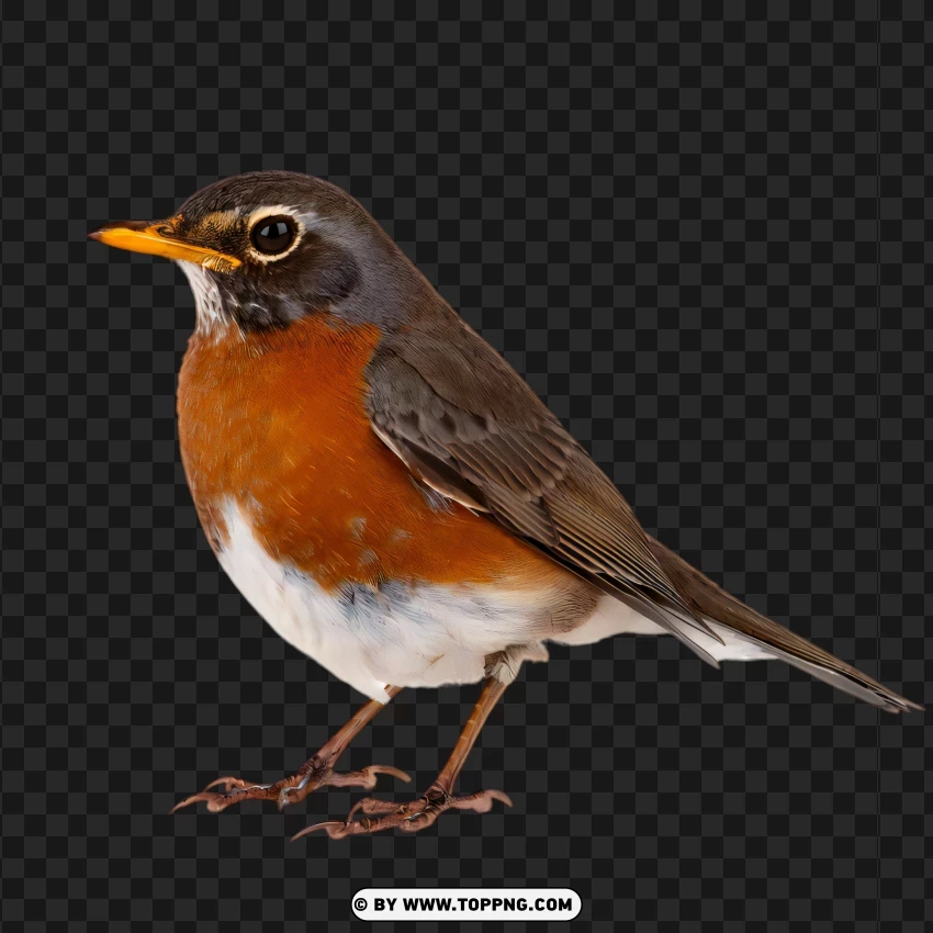 bird, robin, perching, small