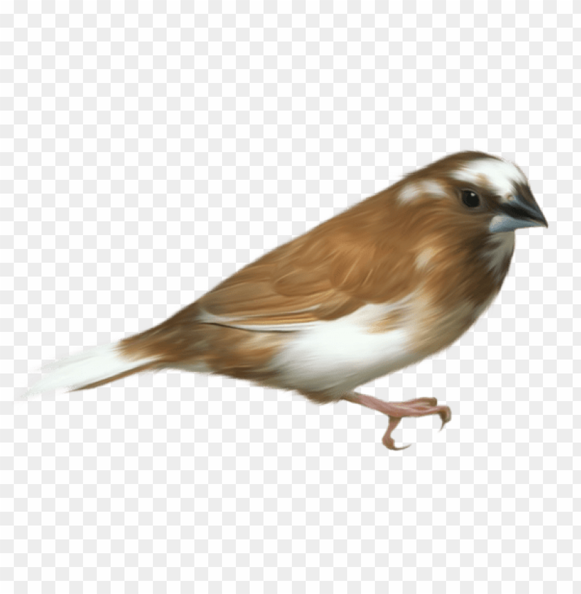 Small Brown Bird Picture PNG Transparent Background