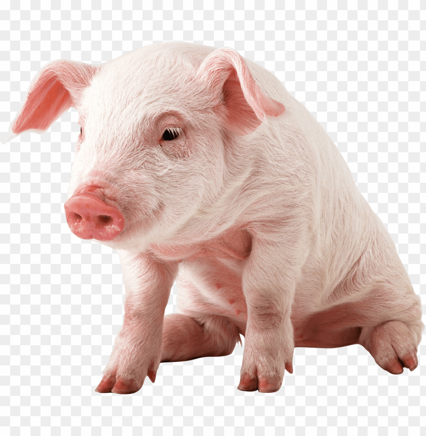 animals, pigs, small pig sitting, 