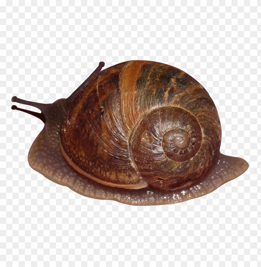 Snail PNG, mollusk, shell, brown