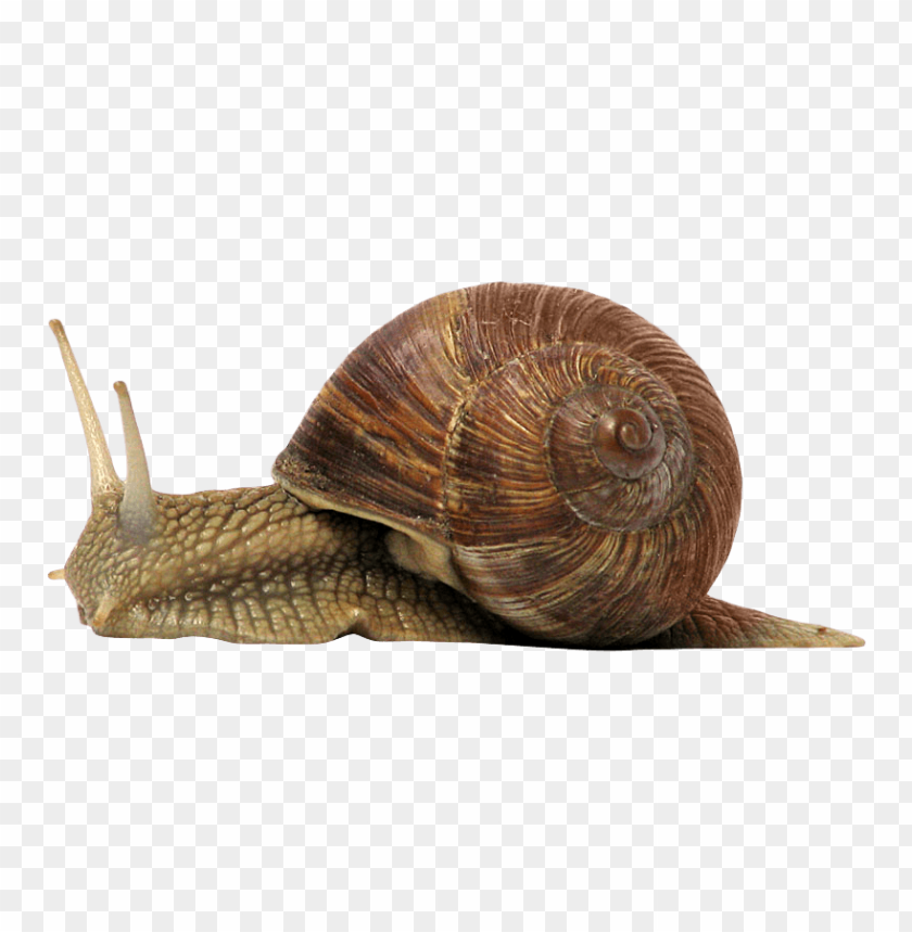 Snail PNG, shell, slow, slimy