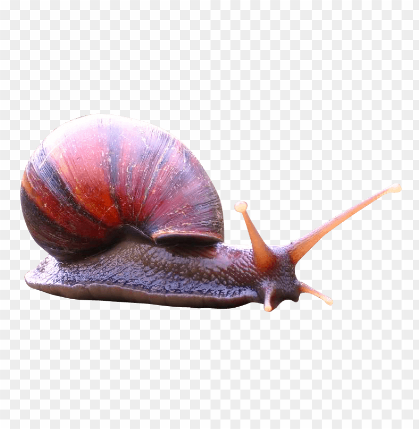 Large snail PNG, shell, slow