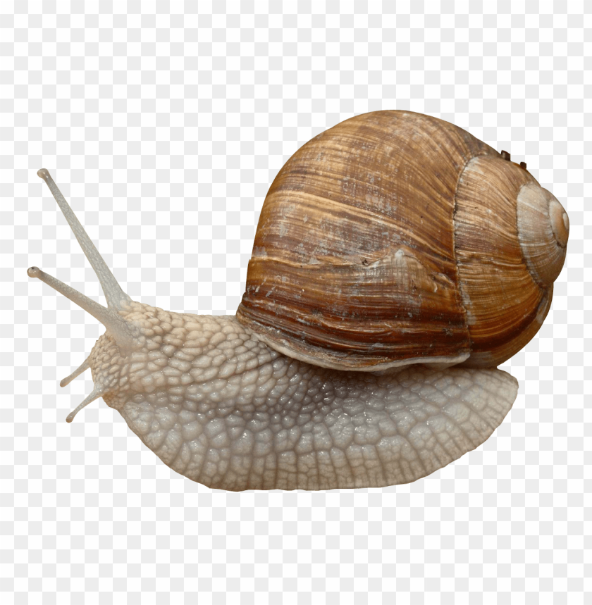 
animal
, 
snail
, 
molluscs
