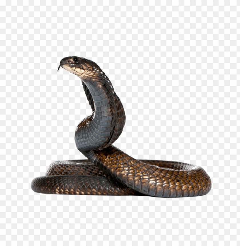 
snake
, 
reptile
, 
animal
, 
dangerous
, 
poisonous
, 
venomous
, 
angry
