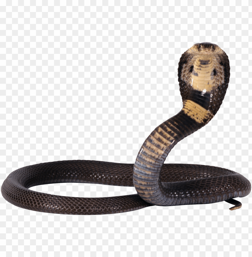 snakes, cobras, venomous, reptiles, wildlife