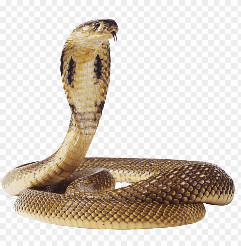 snakes, cobras, venomous, habitats, behavior