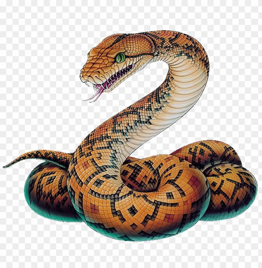 animal, illustration, snake, vintage, abstract, draw, anaconda