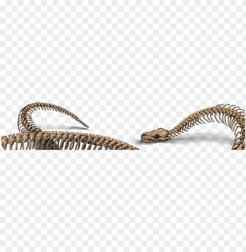 animal, skeleton, reptile, dead, pattern, death, wildlife