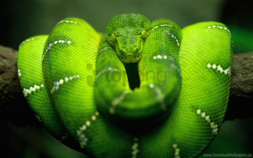 green snake, reptile, nature, wildlife, vibrant colors, close-up, forest habitat