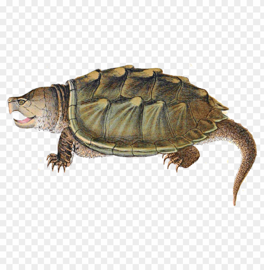 animals, turtles, snapping turtle illustration, 