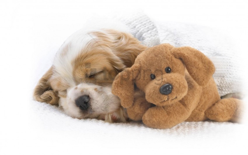 puppy, sleeping dog, cute puppy, pet, dog toy, plush toy, cozy blanket