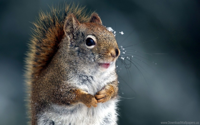 Snout Snow Squirrel Tail Wallpaper PNG Transparent Background