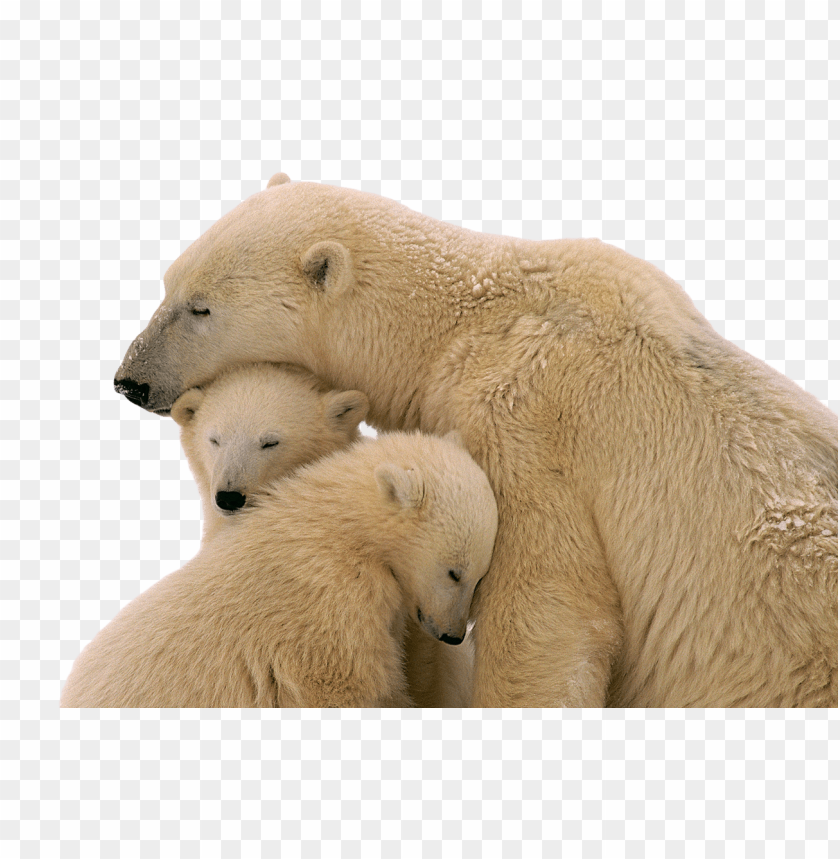 
bear
, 
animal
, 
snow
, 
polar
, 
arctic
