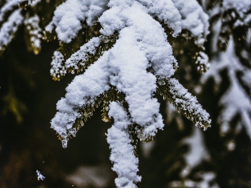 snow, branch, snowy, blur