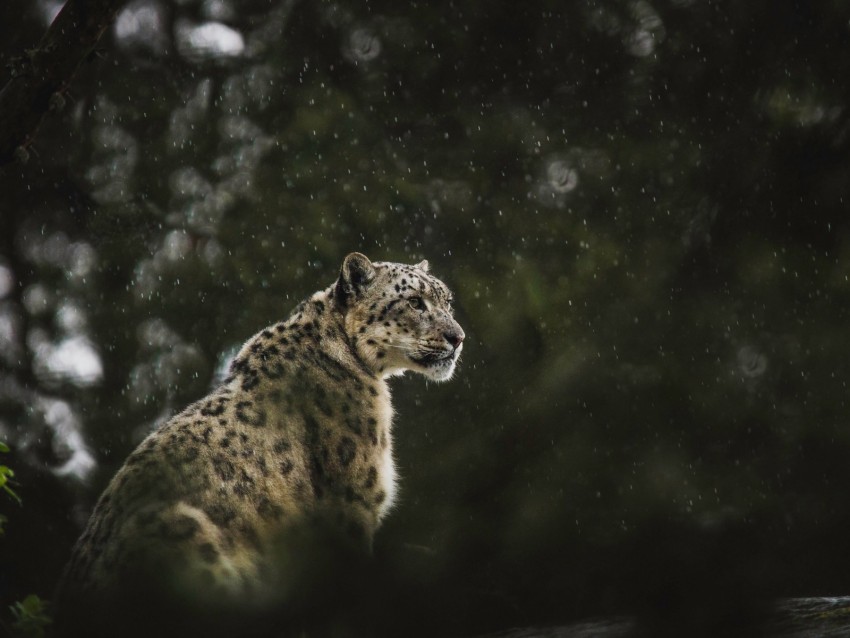 snow leopard, leopard, big cat, predator, rain, wildlife