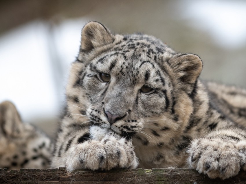 Snow Leopard Leopard Cub Predator Spotted Wildlife Background