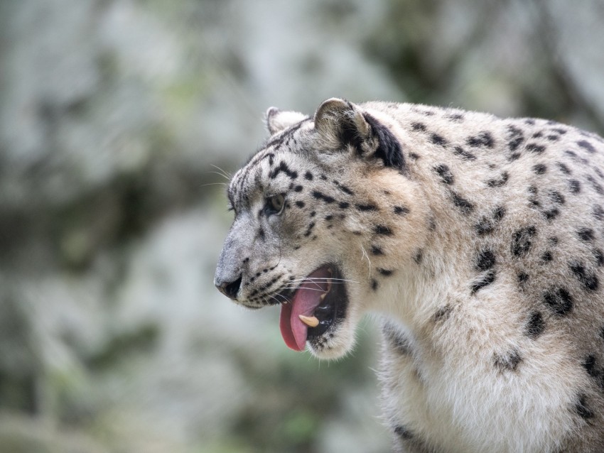 Snow Leopard Leopard Grin Fangs Background