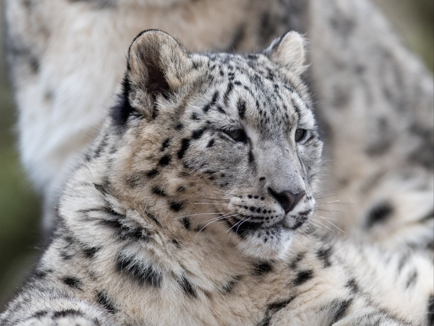 Snow Leopard Leopard Predator Big Cat Wildlife Background