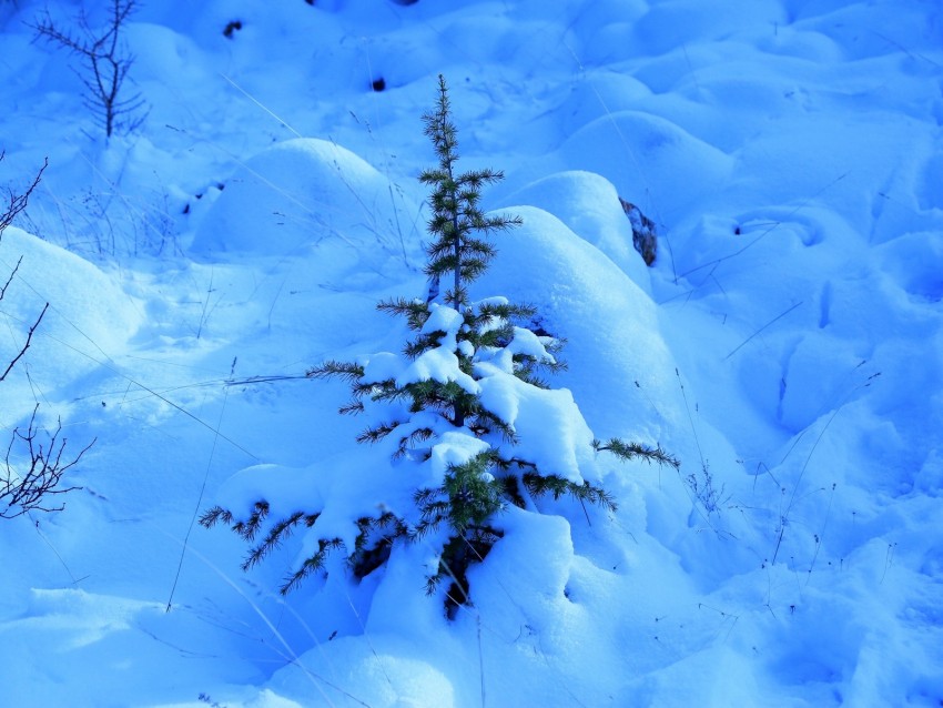 Snow Spruce Prickles Drifts Winter Background