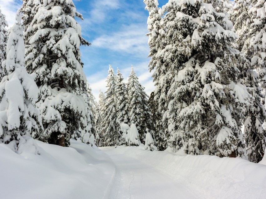 Snow Winter Trees Forest Sky Background