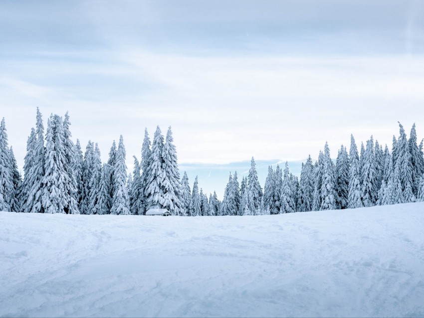 Snow Winter Trees Winter Landscape Snowy Background