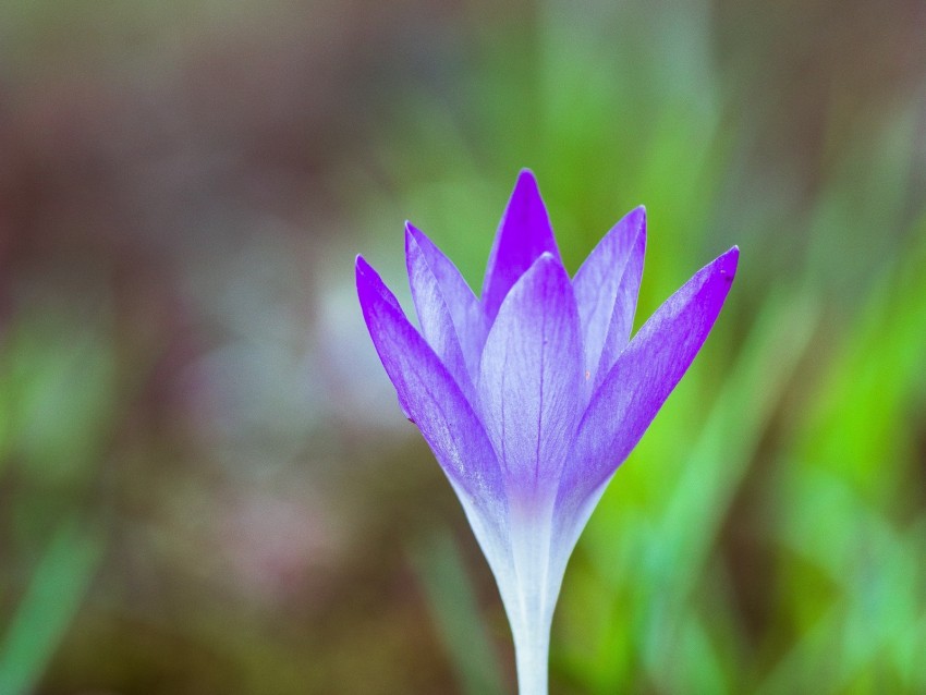 Snowdrop Flower Grass Blur Macro Bloom Background