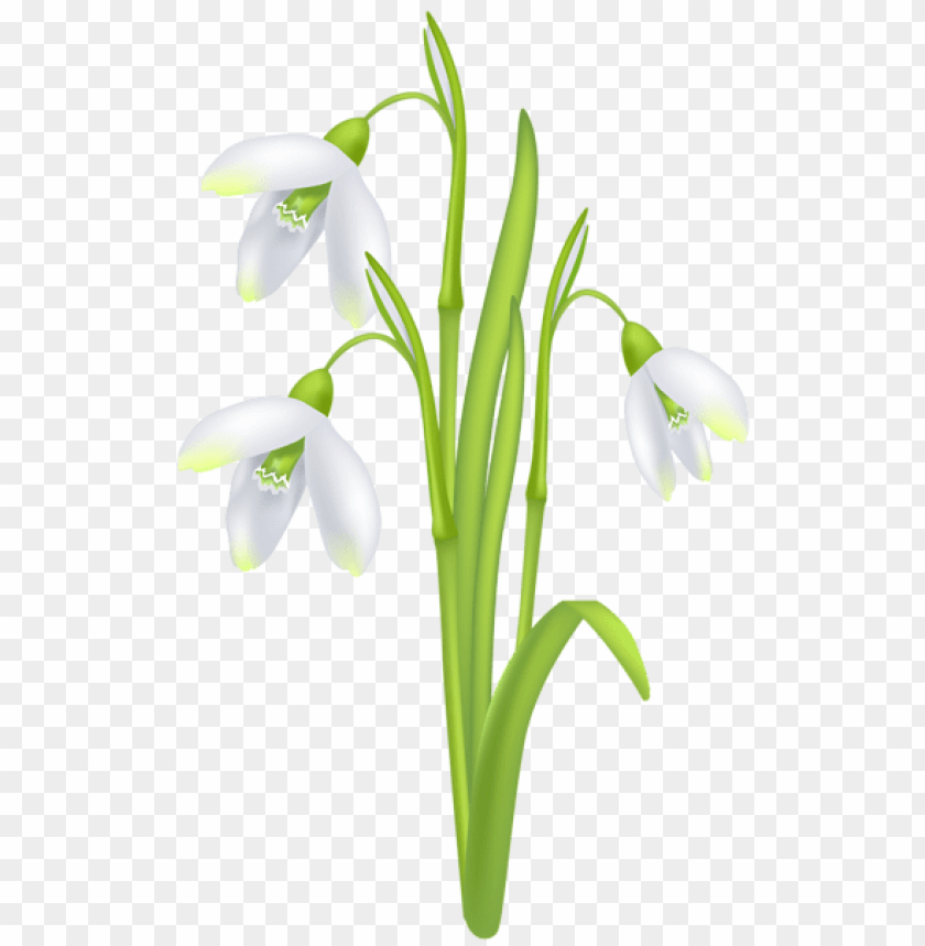 flowers png, spring png, flower png