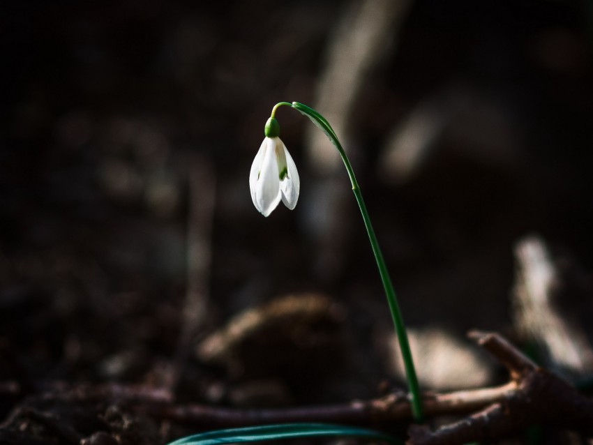 Snowdrop Flower White Spring Bloom Background